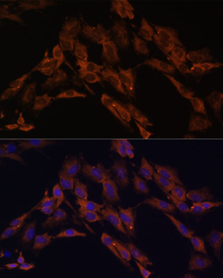 ENOX2 Rabbit polyclonal antibody