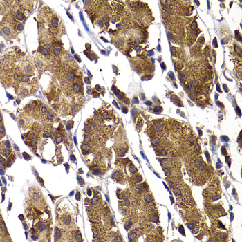 STAMBP Rabbit polyclonal antibody