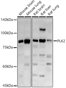 PLK2 Rabbit polyclonal antibody