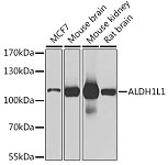 Western blot - ALDH1L1 Rabbit pAb (A7067)