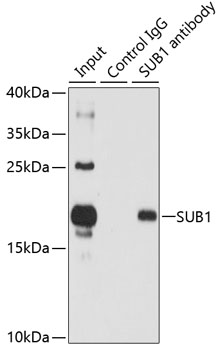 SUB1 Rabbit polyclonal antibody