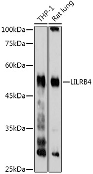 LILRB4 Rabbit polyclonal antibody
