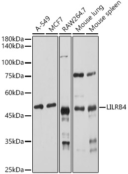 LILRB4 Rabbit polyclonal antibody