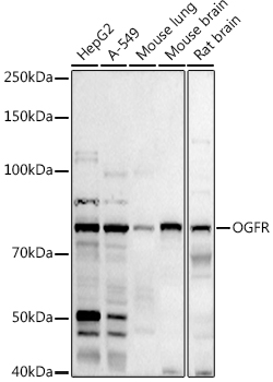 OGFR Rabbit polyclonal antibody