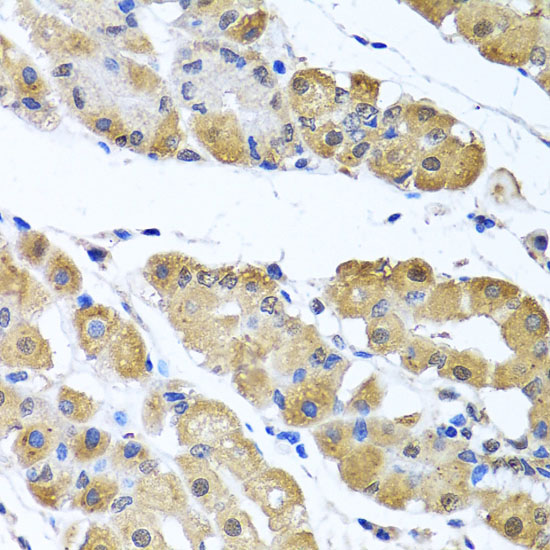 OGFR Rabbit polyclonal antibody