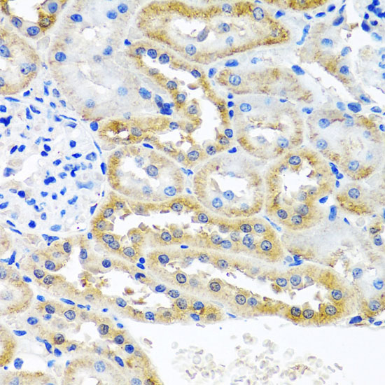 OGFR Rabbit polyclonal antibody