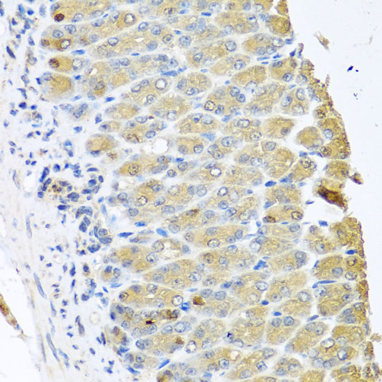 OGFR Rabbit polyclonal antibody