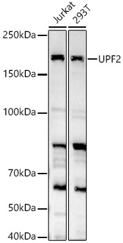 UPF2 Rabbit polyclonal antibody