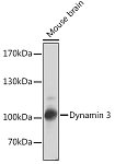 Western blot - Dynamin 3 Rabbit pAb (A7092)