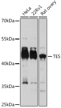 TES Rabbit polyclonal antibody
