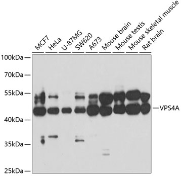 VPS4A Rabbit polyclonal antibody