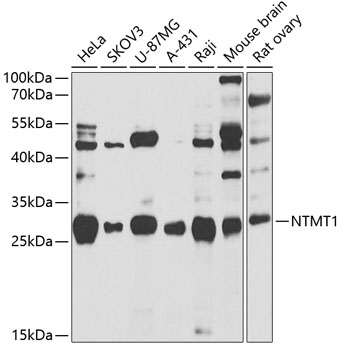 NTMT1 Rabbit polyclonal antibody