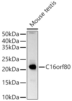 C16orf80 Rabbit polyclonal antibody