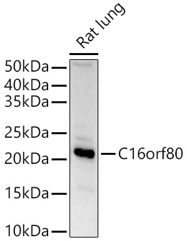 C16orf80 Rabbit polyclonal antibody