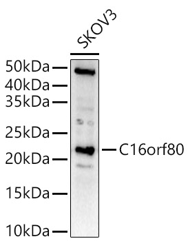 C16orf80 Rabbit polyclonal antibody