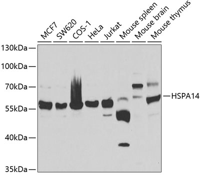 HSPA14 Rabbit pAb