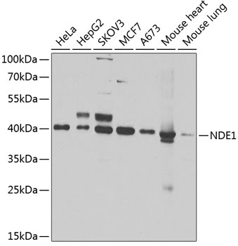 NDE1 Rabbit polyclonal antibody