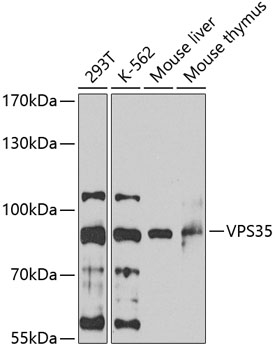 VPS35 Rabbit pAb