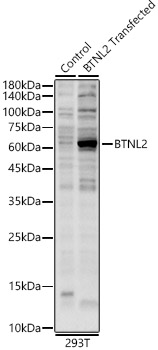 BTNL2 Rabbit polyclonal antibody