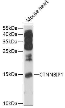 CTNNBIP1 Rabbit pAb