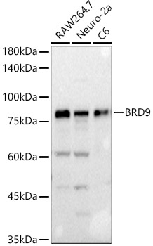BRD9 Rabbit polyclonal antibody