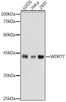 WDR77 Rabbit polyclonal antibody