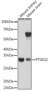 PTGES2 Rabbit polyclonal antibody