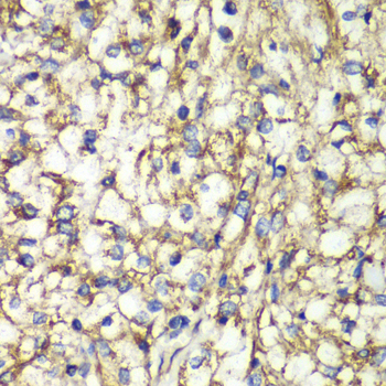 PTGES2 Rabbit polyclonal antibody