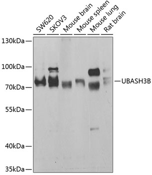 UBASH3B Rabbit polyclonal antibody