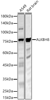ALKBH8 Rabbit polyclonal antibody