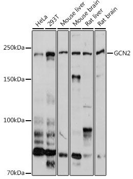 GCN2 Rabbit polyclonal antibody