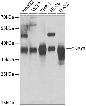 CNPY3 Rabbit polyclonal antibody