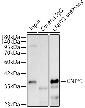 CNPY3 Rabbit polyclonal antibody
