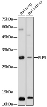 ELF5 Rabbit polyclonal antibody