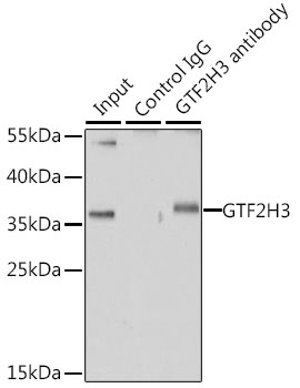 GTF2H3 Rabbit polyclonal antibody