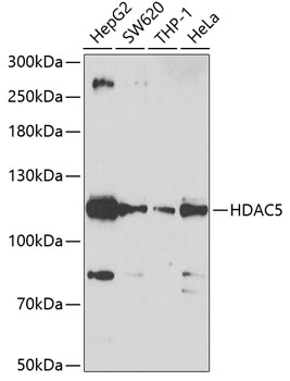 HDAC5 Rabbit polyclonal antibody
