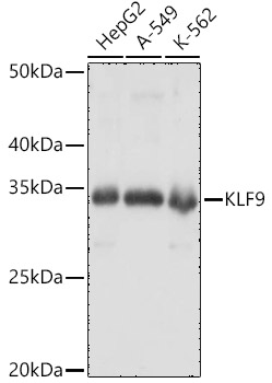 KLF9 Rabbit polyclonal antibody