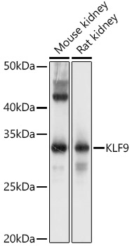 KLF9 Rabbit polyclonal antibody