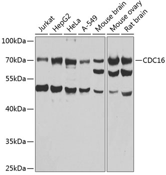CDC16 Rabbit polyclonal antibody