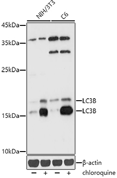 [KD Validated] LC3B Rabbit polyclonal antibody