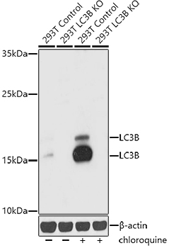 [KD Validated] LC3B Rabbit polyclonal antibody