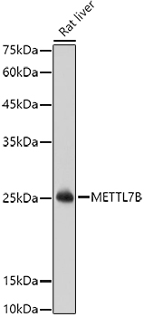 METTL7B Rabbit polyclonal antibody