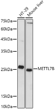 METTL7B Rabbit polyclonal antibody