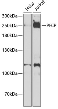 PHIP Rabbit polyclonal antibody