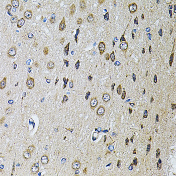 PTPRE Rabbit polyclonal antibody