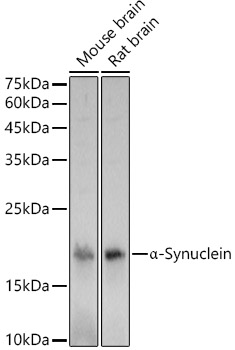 A Alpha-Synuclein Rabbit polyclonal antibody