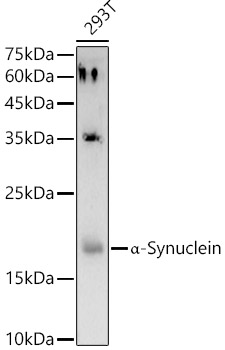 A Alpha-Synuclein Rabbit polyclonal antibody