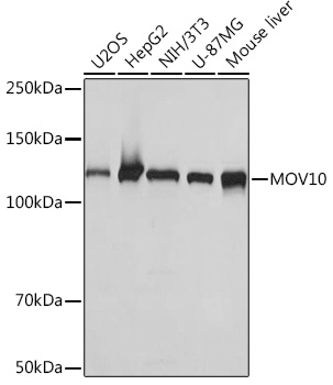 MOV10 Rabbit monoclonal antibody