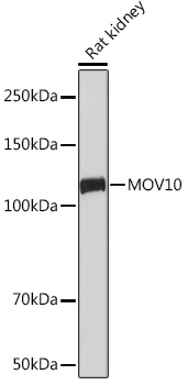 MOV10 Rabbit monoclonal antibody