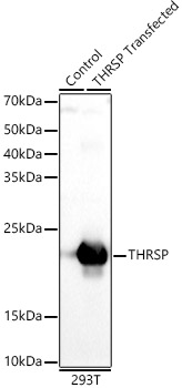 THRSP Rabbit polyclonal antibody